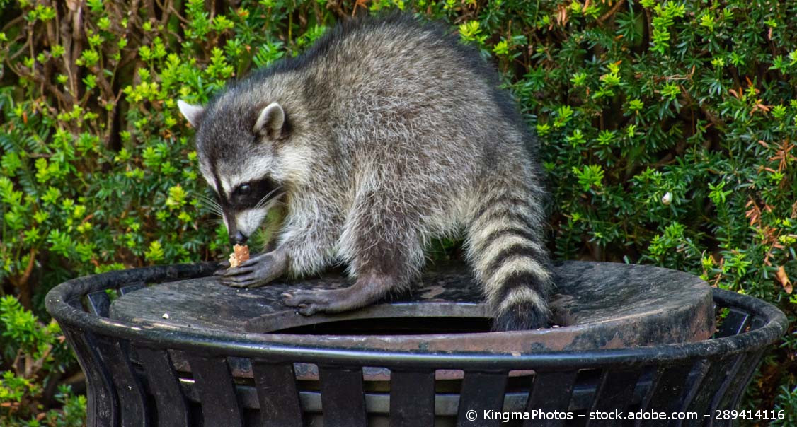 Wilde Tiere In Der Stadt Lingo Das Mit Mach Web