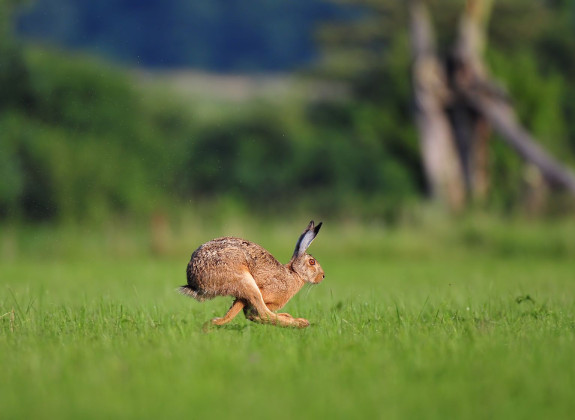 Der Hase | Lingo - Das Mit-Mach-Web