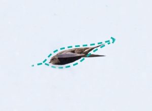 Eine Schwalbe fliegt durch die Luft. Um sie herum ist ihre Figur mit einer grünen Linie eingezeichnet.
