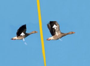Eine Gans ist in zwei verschiedenen Flügelhaltungen zu sehen. Links bewegen sich die Flügel ein wenig auf, rechts haben sich die Flügel weit nach oben bewegt.