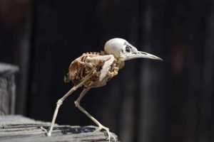 Ein Skelett eines Vogels. Er hat einen großen Kopf und sehr lange Beine.