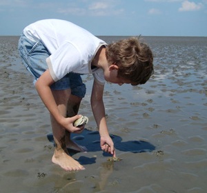 Ein Junge sammelt Muscheln im Schlick. 