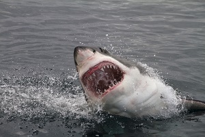 Ein Hai kommt an die Wasseroberfläche. Er reißt den Mund weit auf.