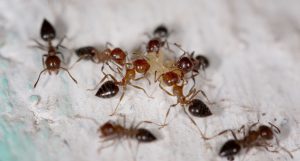 Einige Ameisen laufen über einen weißen Boden.