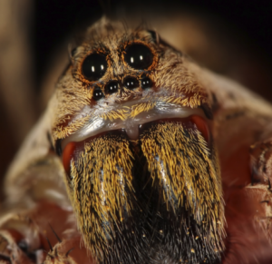 Das Gesicht einer Spinne mit sechs Augen ist von sehr nahe her zu sehen.