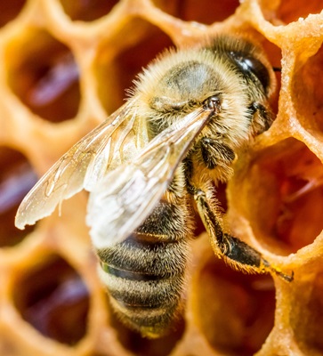 Eine Biene klettert in eine Wabe.