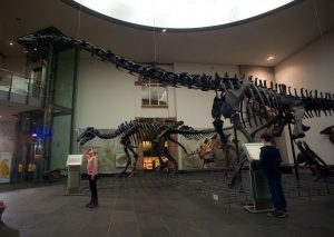 Die Knochen eines Brachiosaurus im Dinosauriermuseum.