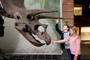 Zwei Kinder fassen die Hörner eines Triceratops-Kopf an.
