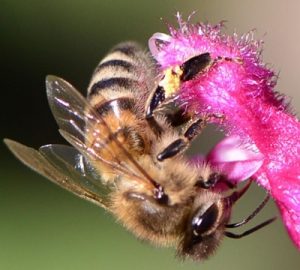 Eine Biene klettert über eine lilafarbene Blume.