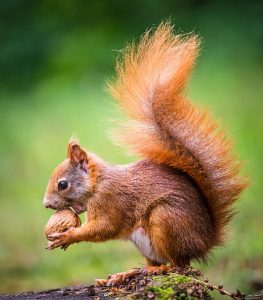 Ein rot-braunes Eichhörnchen will eine Nuss essen.