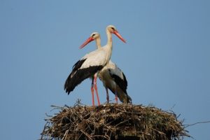 Zwei Storche stehen in einem Nest.