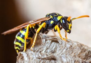 Eine Wespe sitzt auf einem Ast.