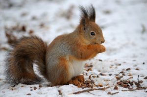 Ein Eichhörnchen knabbert an einer Nuss. Der Boden unter ihm ist mit Schnee bedeckt.