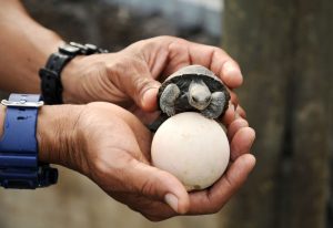 Ein Mensch hält ein Ei und ein Kleinkind einer Riesenschildkröte in den Händen.