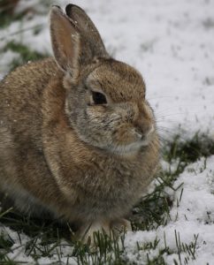 Ein Kaninchen sitzt im Schnee.