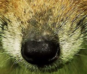 Die Nase eines Fuchses ist von sehr nahe her zu sehen.