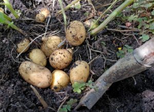 Ein Spaten hat mehrere Kartoffeln ausgegraben. 