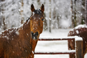 Ein Pferd steht an einer verschneiten Koppel.