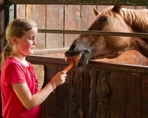 Das Mädchen Janne füttert ein Pferd mit einer Karotte. Nur der Kopf vom Pferd ist zu sehen.