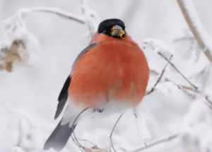 Ein roter Vogel hat ein aufgeplustertes Gefieder. Er sitzt auf einem verschneiten Baum.