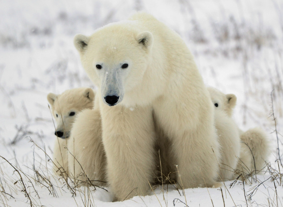 Eine Mutter und zwei junge Eisbären gehen durch in ein Schneefeld. 