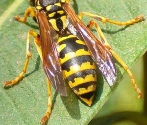 Eine Wespe sitzt auf einem Blatt.