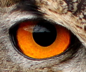Ein gelbes Auge einer Eule ist von sehr nahe her zu sehen.