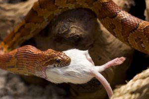 Eine Schlange frisst eine Maus. Sie öffnet dafür ihr Maul weit auf.