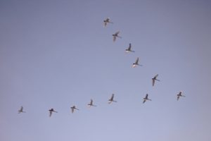 Eine Gruppe von Vögeln fliegt in einem V.
