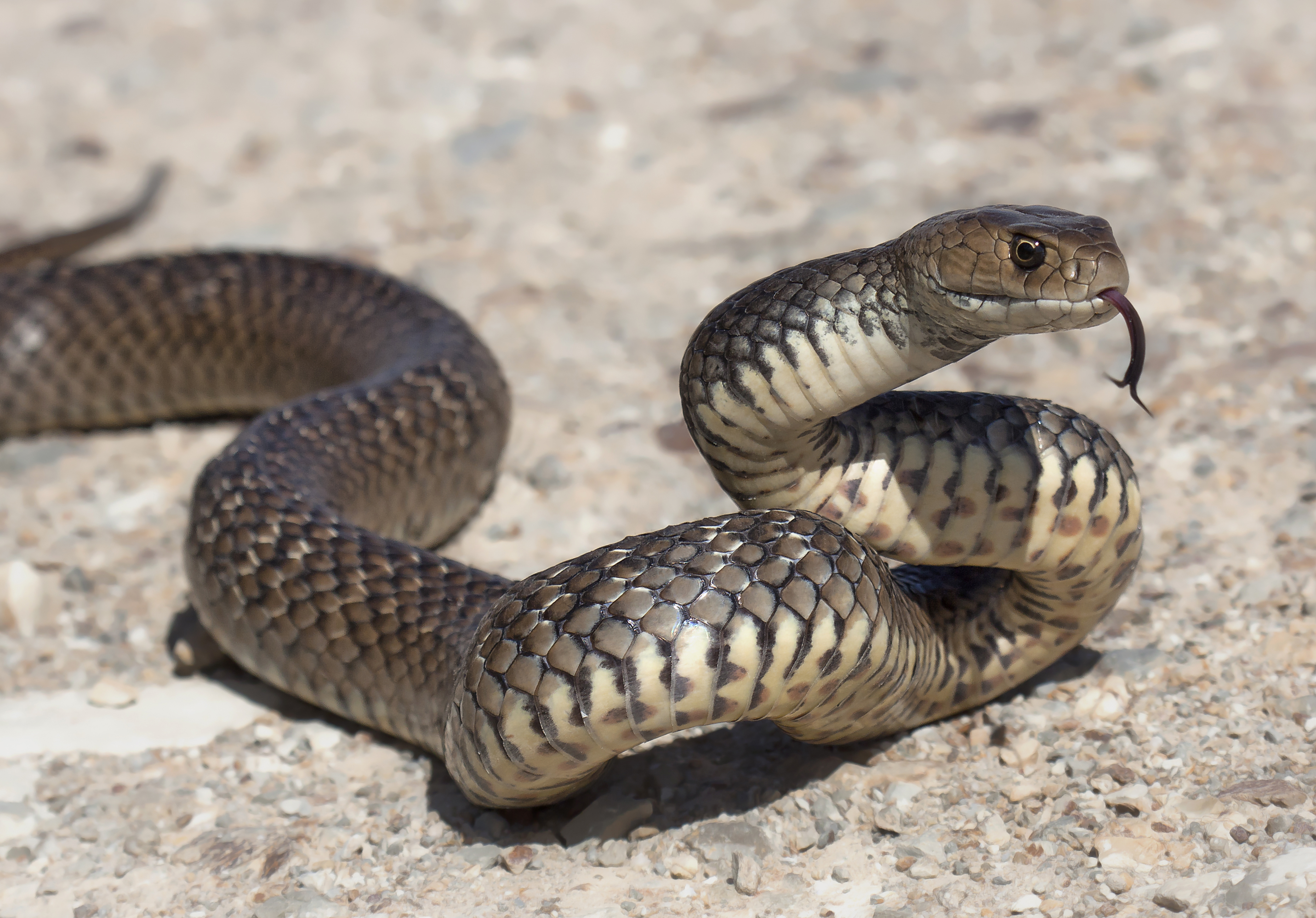 Eine Schlange bewegt sich auf einem grauen Boden.