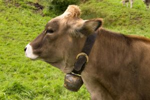 Eine Kuh mit Glocke um den Hals auf einer Wiese.