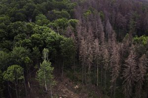 Waldsterben: Dekobild für Material für Deutsch als Fremdsprache zum Thema Wald im Klimawandel