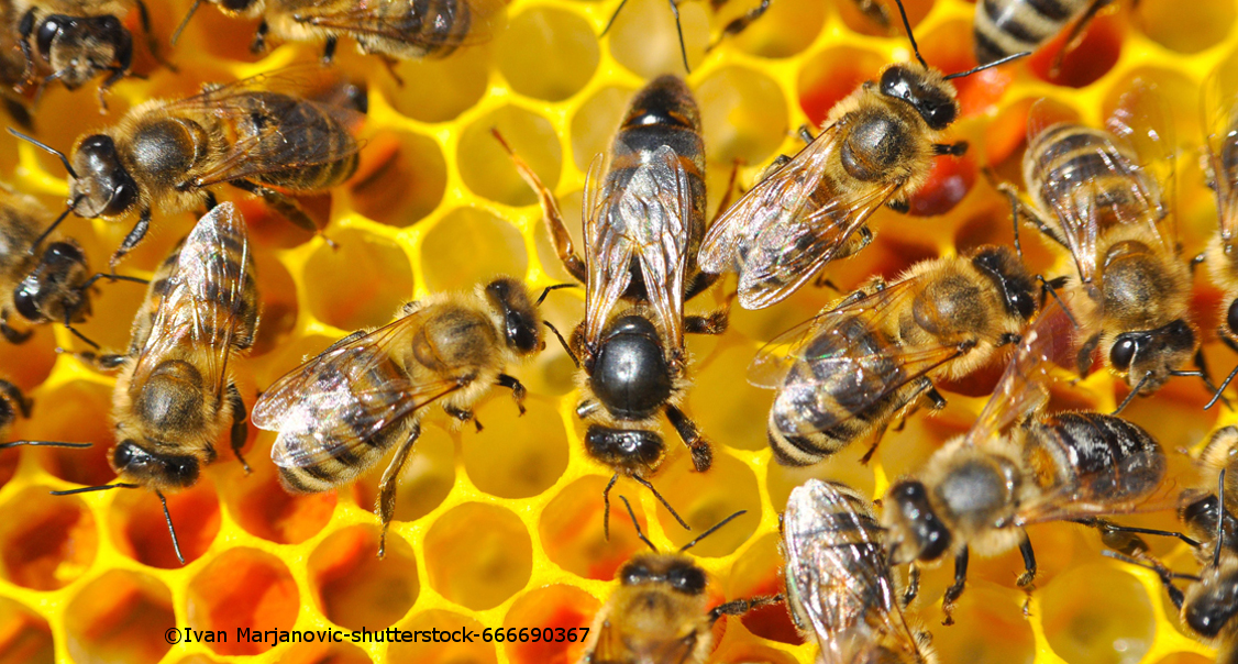 Zahlreiche Bienen klettern auf Waben herum.