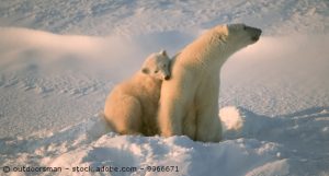 Ein Eisbär sitzt auf einem Schneefeld und hat ein Eisbär-Kind bei sich