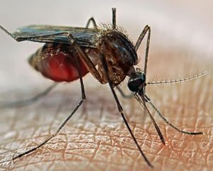 Eine Mücke sitzt auf einer Haut und ist vollgesogen mit Blut. 
