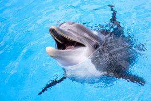 Ein Delfin streckt den Kopf aus dem Wasser.