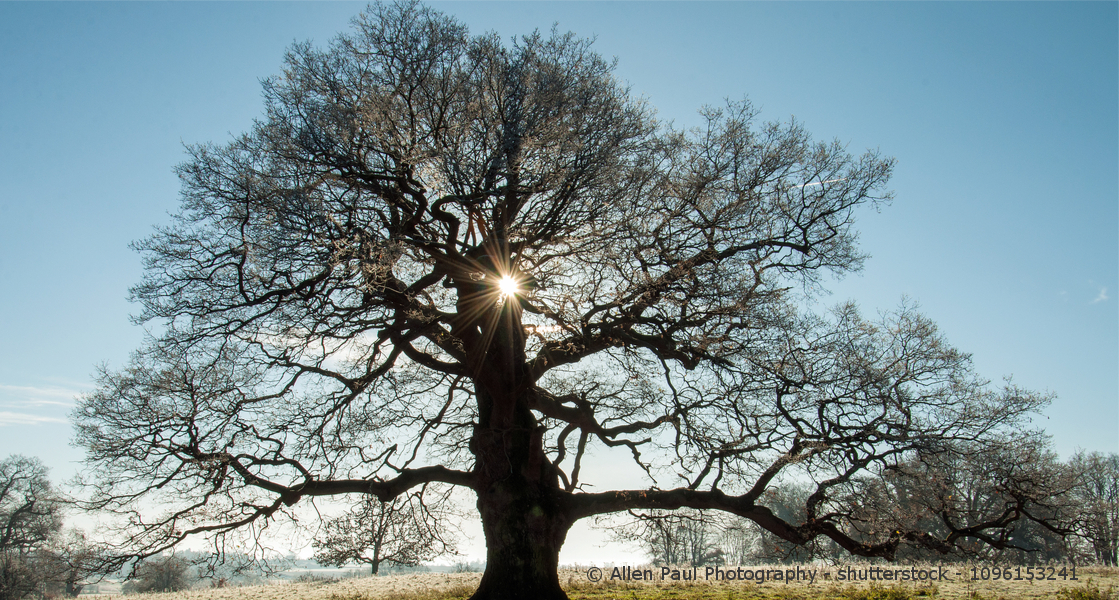 Ein großer laubloser Baum steht vor einer untergehenden Sonne.