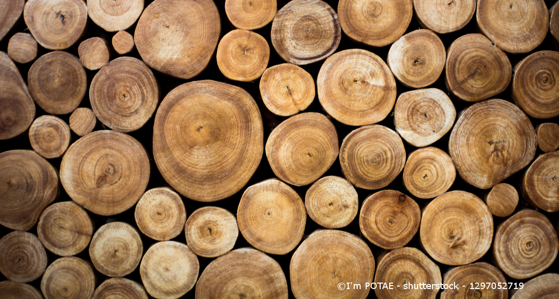 Das Bild zeigt die aufgestapelten, runden Unterseiten von abgeholzten Baumstämmen. Sie haben größere und kleinere, braune Altersringe.