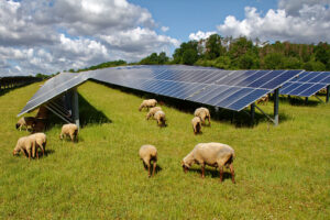 Solarzellen, die auf einer grünen Weide stehen. Um die Solaranlage herum grasen einige Schafe.