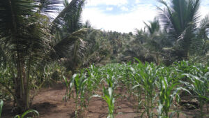 Agroforstwirtschaft im Regenwald: zwischen Kokosnusspalmen wächst Mais. Die Menschen müssen das Artensterben stoppen.
