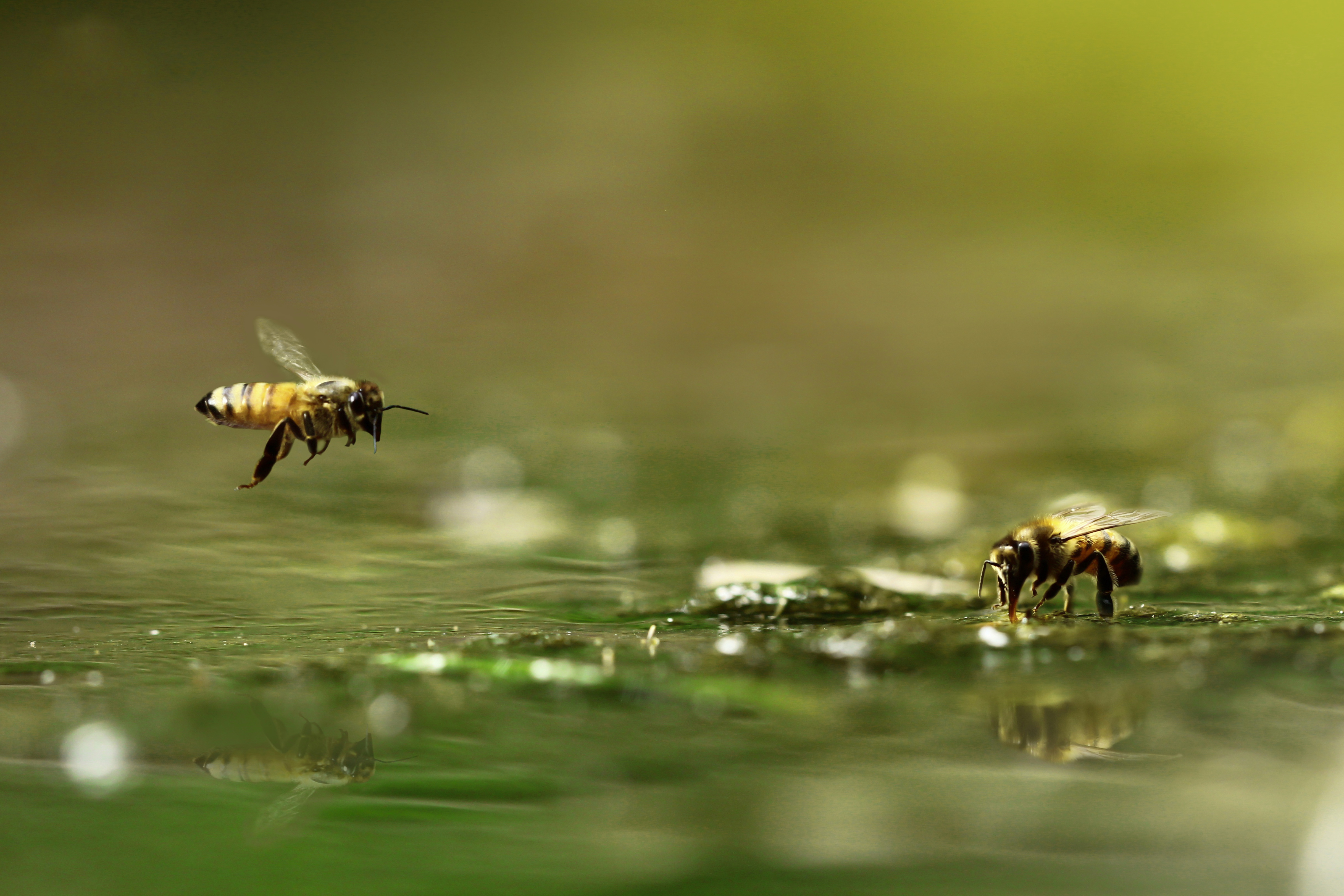 Bienen trinken am Wasser