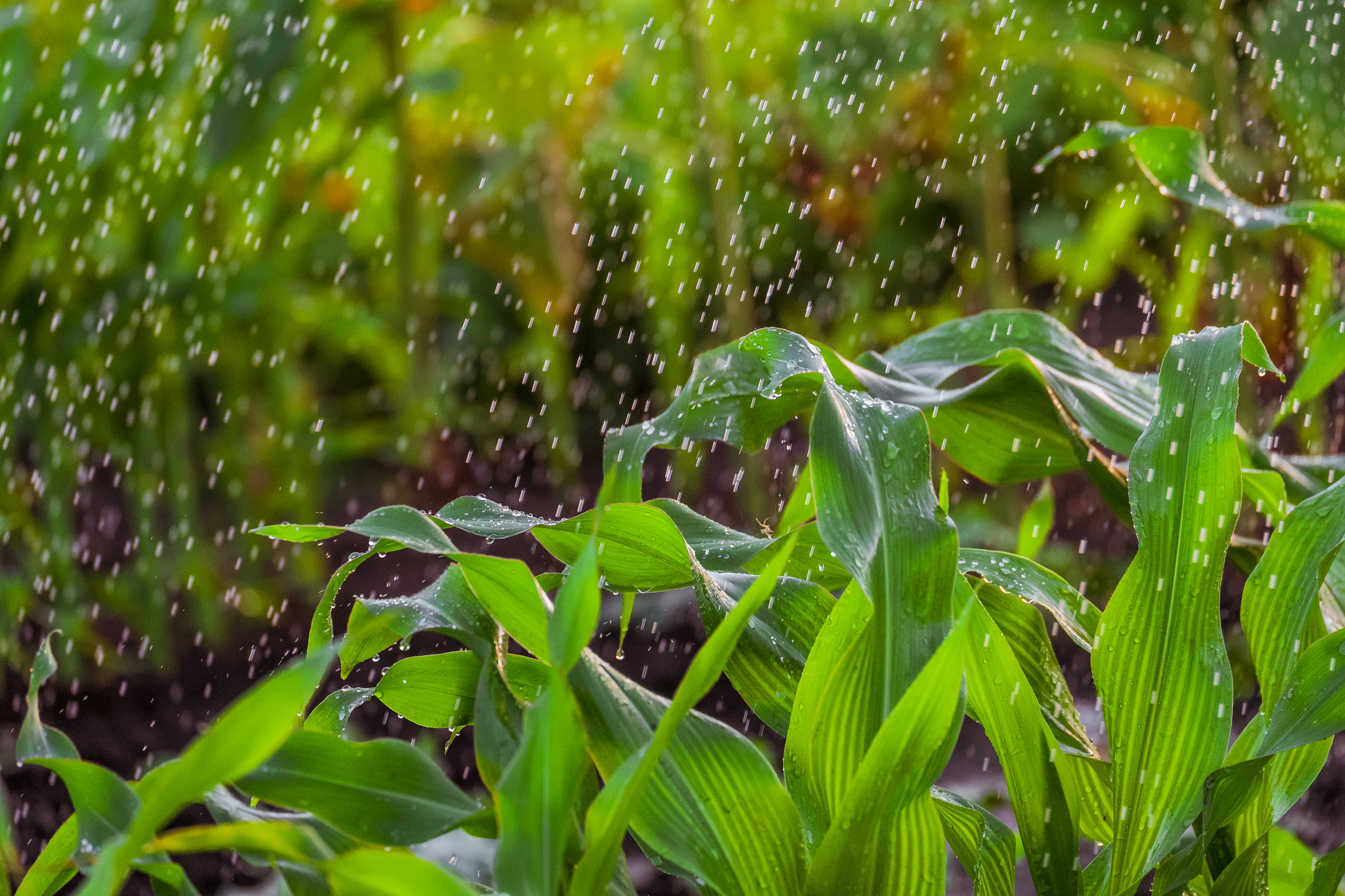 Wassertropfen fallen auf Maisblätter