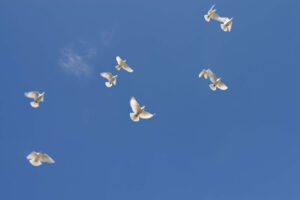 Weiße Tauben fliegen am blauen wolkenlosen Himmel